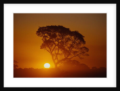 Tree Silhouette by Anonymous