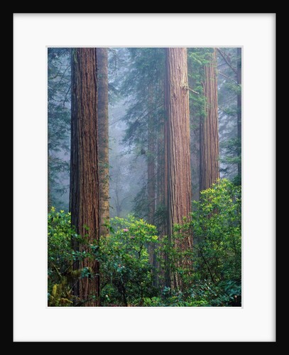 Rhododendrons and Redwoods by Anonymous