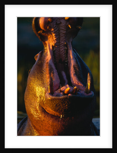 Hippopotamus Yawning by Anonymous