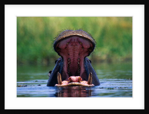 Hippopotamus Yawning by Anonymous