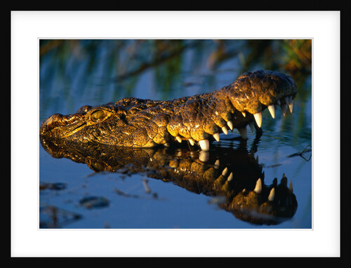 Nile Crocodile Swimming in Water by Anonymous