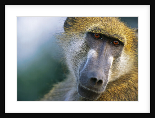 Chacma Baboon in Botswana by Anonymous