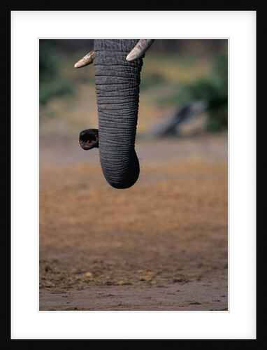 Elephant's Trunk by Anonymous