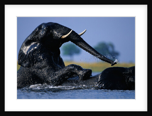 African Elephants Playing in River by Anonymous