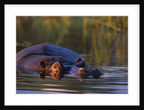 Hippopotamus Swimming in the Khwai River by Anonymous