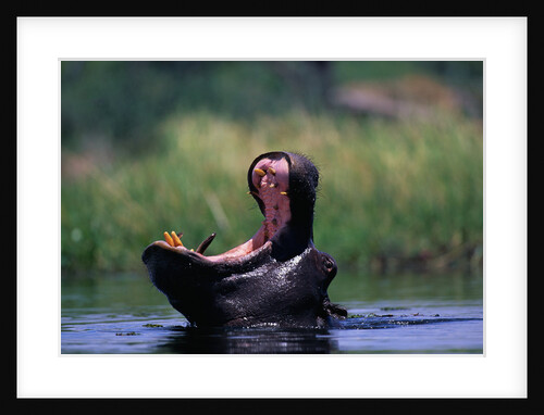 A Hippopotamus Yawning by Anonymous