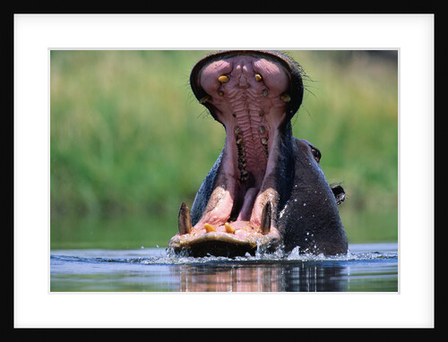 A Hippopotamus Yawning by Anonymous