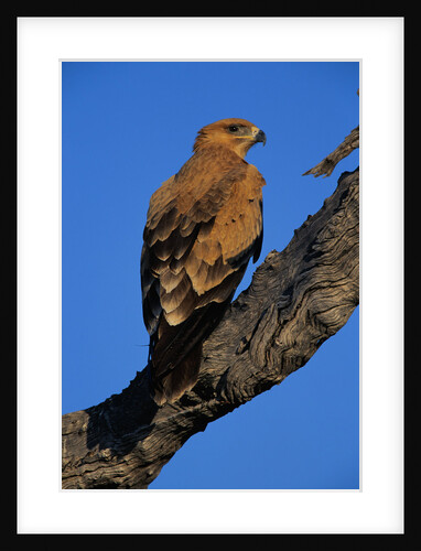 Tawny Eagle Perching on Branch by Anonymous
