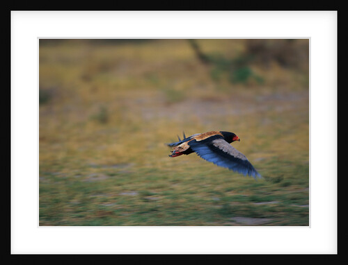A Bateleur in Flight by Anonymous