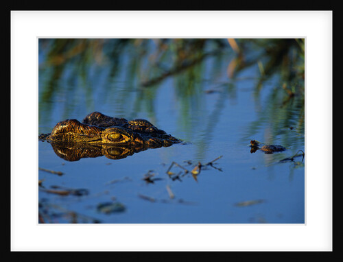 Nile Crocodile in the Khwai River by Anonymous