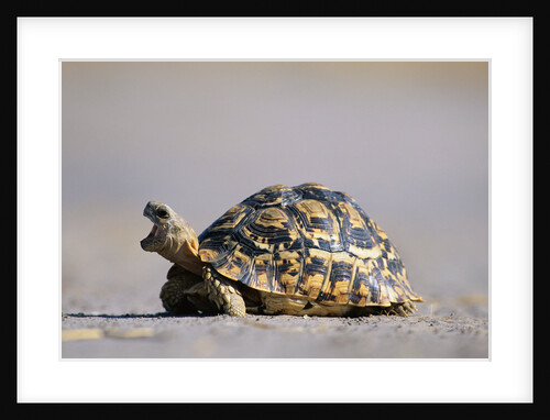 Leopard Tortoise with Open Mouth by Anonymous