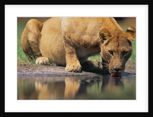 Lioness Drinking Along Khwai River by Anonymous