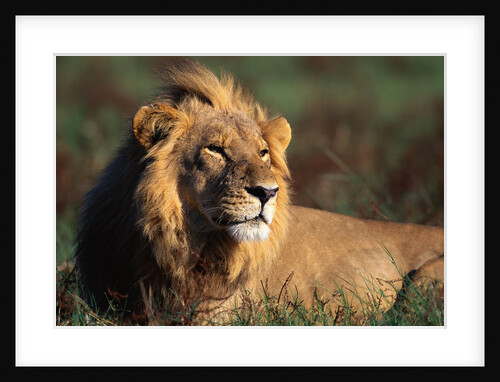 Male Lion Resting by Anonymous