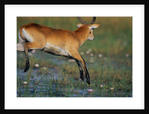 Lechwe Leaping Through Marsh by Anonymous