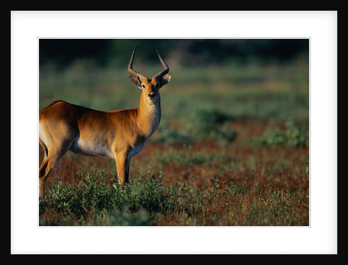 Lechwe at Sunrise by Anonymous