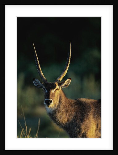 Waterbuck in Morning Sunlight by Anonymous