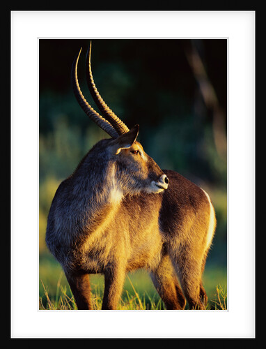 Waterbuck Standing in Tall Grass at Sunrise by Anonymous