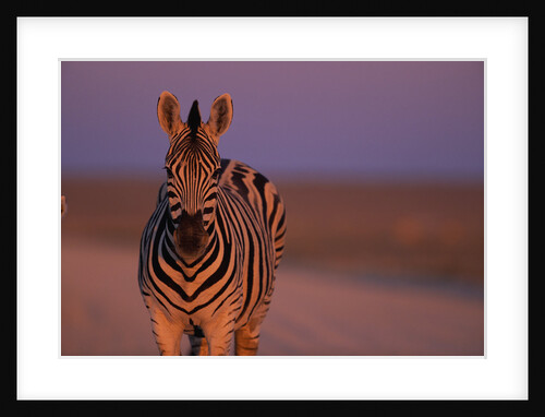 Female Zebra in Early Morning Light by Anonymous
