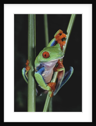 Red-Eyed Tree Frog Climbing through Plant Stems by Anonymous