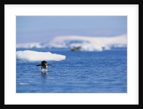 Gentoo Penguin Jumping Out of Water by Anonymous
