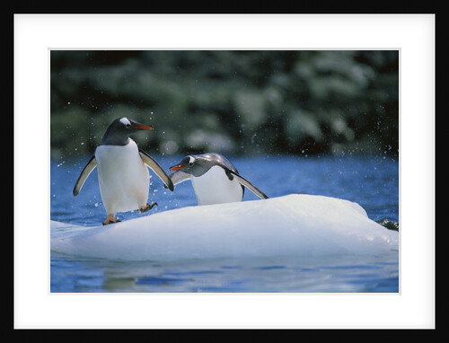 Gentoo Penguins on an Iceberg by Anonymous