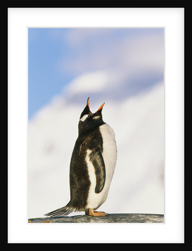 Gentoo Penguin by Anonymous