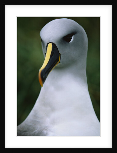 Gray-Headed Albatross by Anonymous