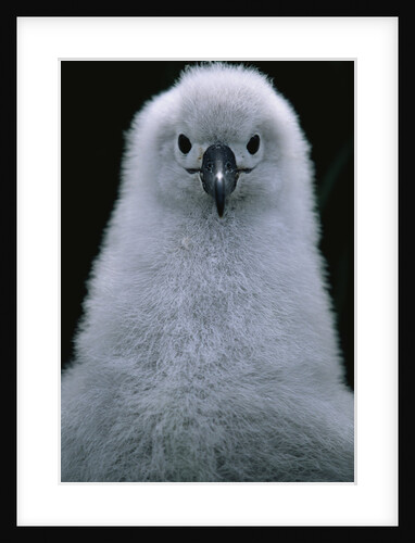 Gray-Headed Albatross Chick by Anonymous