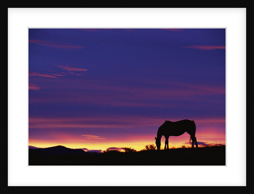 Horse Silhouette at Sunset by Anonymous
