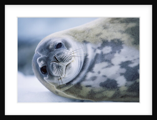 Weddell Seal by Anonymous