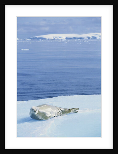 Weddell Seal Resting on Iceberg by Anonymous