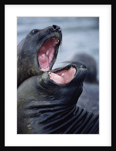 Elephant Seals Sparing by Anonymous