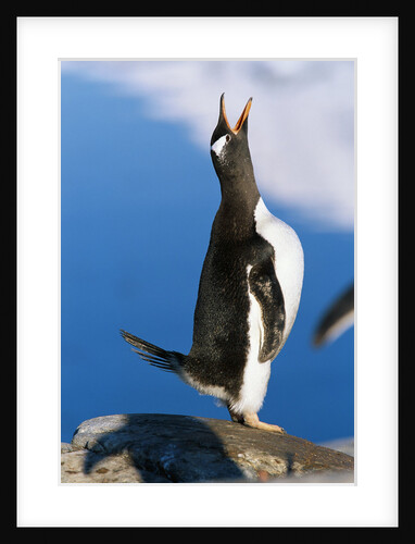 Gentoo Penguin Calling by Anonymous
