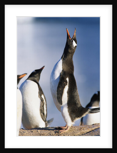 Gentoo Penguin Calling by Anonymous