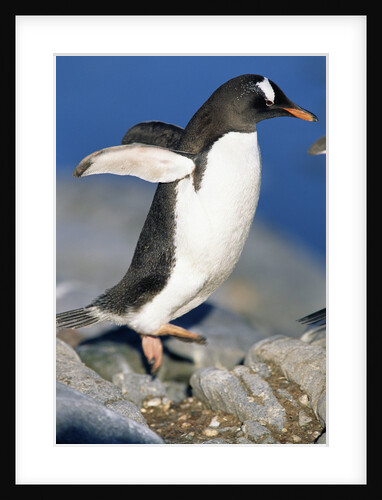 Gentoo Penguin Stretching Wings by Anonymous