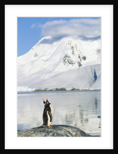 Gentoo Penguin Calling by Anonymous