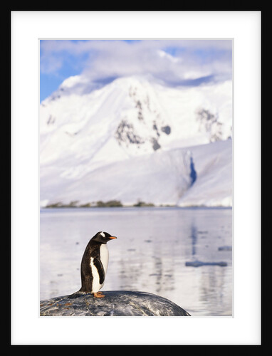 Gentoo Penguin by Anonymous