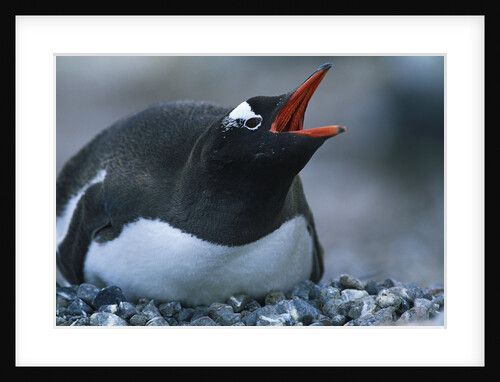 Gentoo Penguin Sitting on Nest by Anonymous