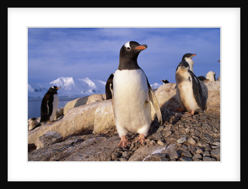 Gentoo Penguins by Anonymous