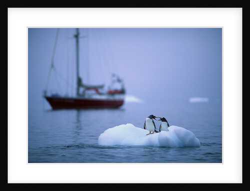 Gentoo Penguins Perching on Small Iceberg by Anonymous