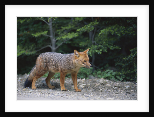 Patagonian Culpeo Fox Being Cautious by Anonymous