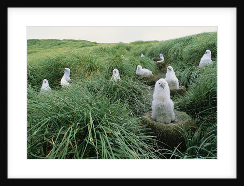 Gray-Headed Albatross Chicks Waiting in Nests by Anonymous