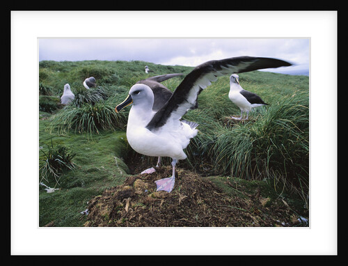 Gray-Headed Albatross Stretching Both Wings by Anonymous
