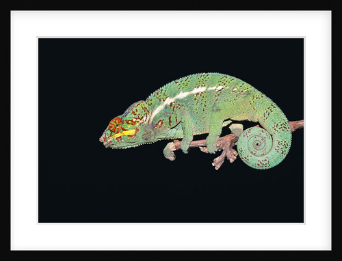 Panther Chameleon Clinging to Branch by Anonymous