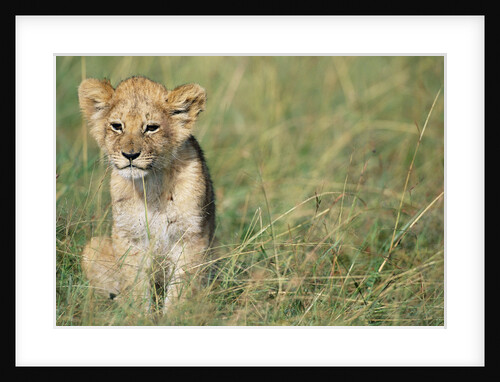 Lion Cub Sitting in Grass by Anonymous