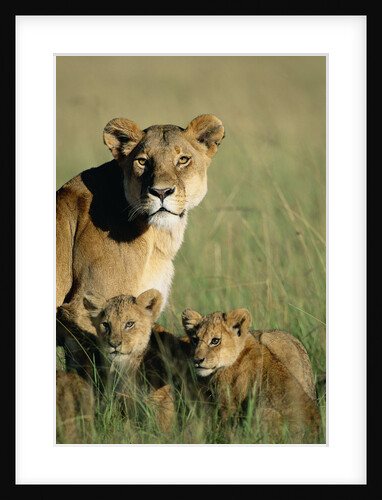 Lioness Sitting with Cubs by Anonymous