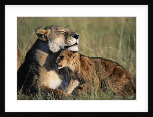 Lioness and Cub Resting on the Savanna by Anonymous