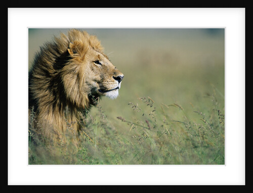 Male Lion in Tall Grass by Anonymous