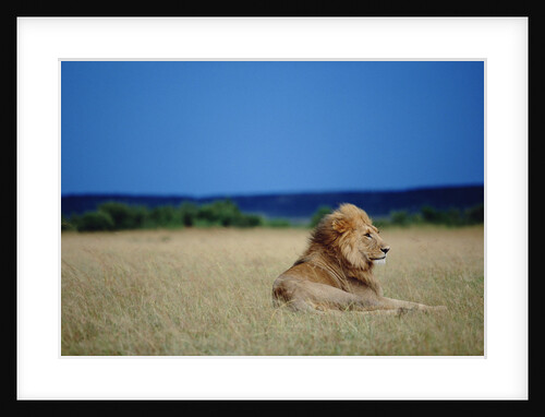 Male Lion Resting on Savanna by Anonymous