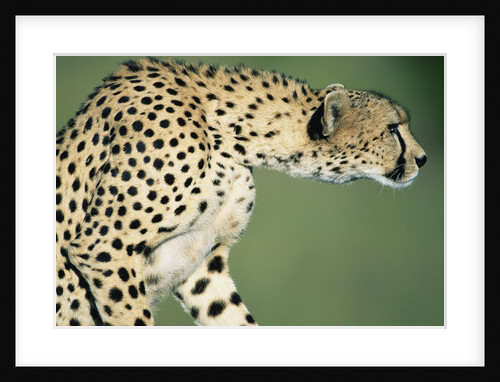 Alert Cheetah by Anonymous